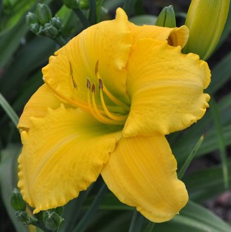Bison Victory daylily