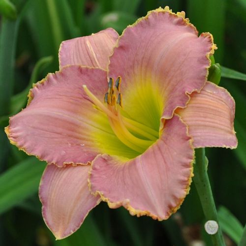 Picture of Broken Hearted Melody daylily