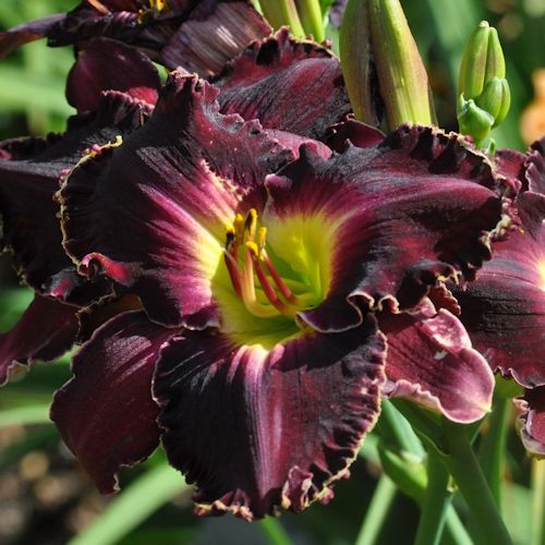 Picture of Firefly Cove daylily