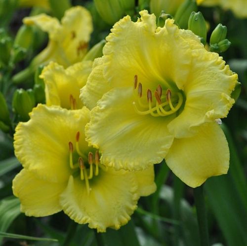 Picture of Keb's Favorite daylily
