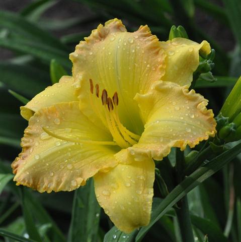 Maple Butter daylily