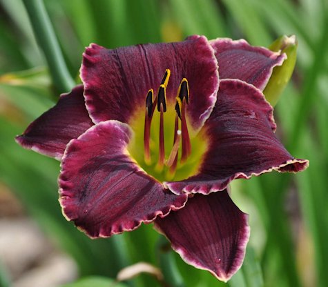Mary Dean Jinkerson daylily