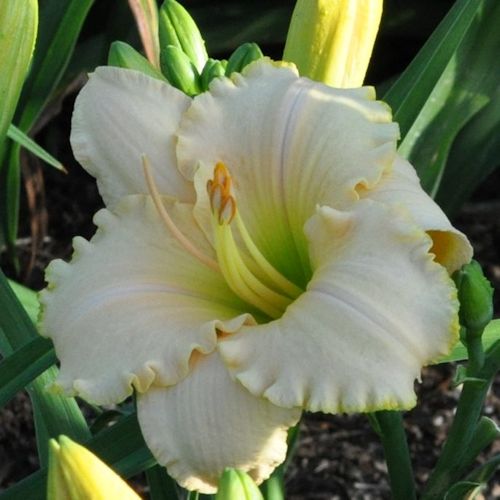 Picture of O Comforter Draw Near daylily