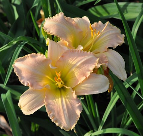 Paul's Blessing daylily in pastel pink