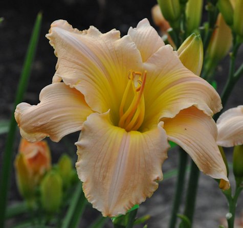 Paul's Blessing daylily at 6:30 pm