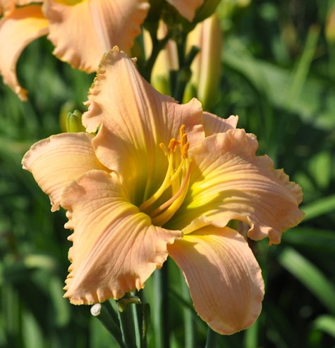 Paul's Blessing daylily