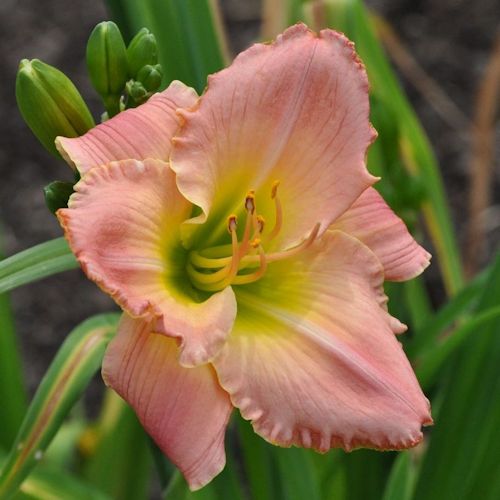 Picture of Piano Grenadine daylily