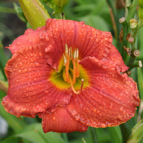Picture of Ring Them Bells daylily