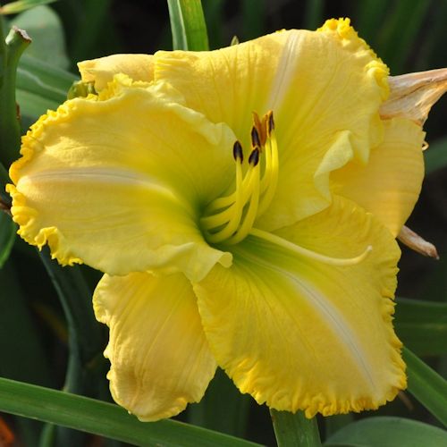 Picture of Smitten With You daylily