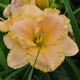 Image of An Old Fashioned Waltz daylily