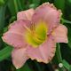 Image of Broken Hearted Melody daylily