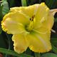 Smitten With You daylily