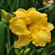 Image of Your Warming Embrace daylily